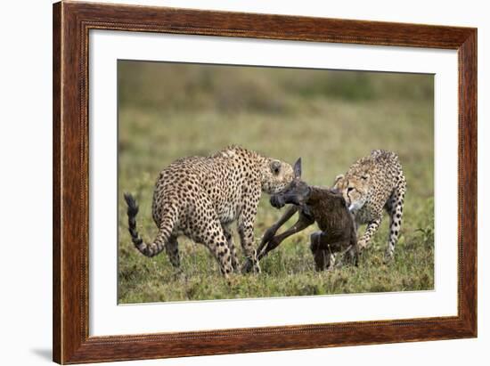 Two Male Cheetah (Acinonyx Jubatus) Killing a New Born Blue Wildebeest (Brindled Gnu) Calf-James Hager-Framed Photographic Print