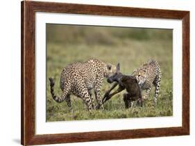 Two Male Cheetah (Acinonyx Jubatus) Killing a New Born Blue Wildebeest (Brindled Gnu) Calf-James Hager-Framed Photographic Print