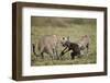 Two Male Cheetah (Acinonyx Jubatus) Killing a New Born Blue Wildebeest (Brindled Gnu) Calf-James Hager-Framed Photographic Print