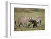 Two Male Cheetah (Acinonyx Jubatus) Killing a New Born Blue Wildebeest (Brindled Gnu) Calf-James Hager-Framed Photographic Print