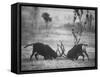 Two Male Giant Sable Antelopes in Combat on Luanda Game Reserve-Carlo Bavagnoli-Framed Stretched Canvas