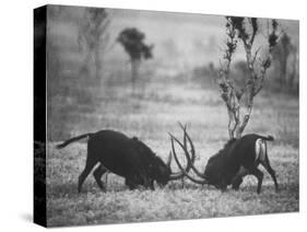 Two Male Giant Sable Antelopes in Combat on Luanda Game Reserve-Carlo Bavagnoli-Stretched Canvas