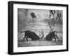 Two Male Giant Sable Antelopes in Combat on Luanda Game Reserve-Carlo Bavagnoli-Framed Photographic Print
