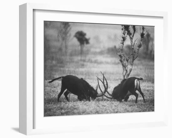 Two Male Giant Sable Antelopes in Combat on Luanda Game Reserve-Carlo Bavagnoli-Framed Photographic Print