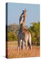 Two Male Giraffes Fighting-Howard Ruby-Stretched Canvas