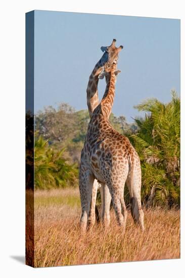 Two Male Giraffes Fighting-Howard Ruby-Stretched Canvas