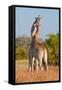 Two Male Giraffes Fighting-Howard Ruby-Framed Stretched Canvas