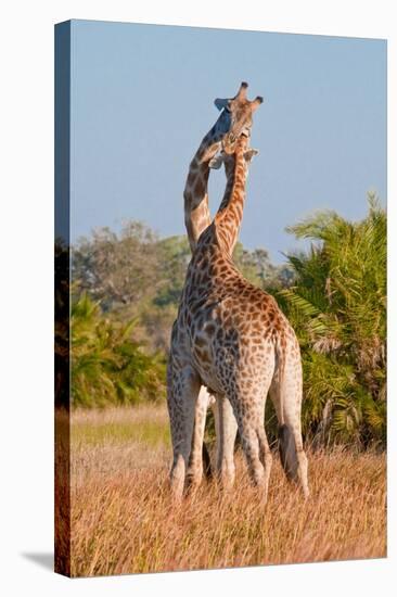 Two Male Giraffes Fighting-Howard Ruby-Stretched Canvas