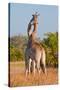 Two Male Giraffes Fighting-Howard Ruby-Stretched Canvas
