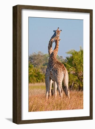 Two Male Giraffes Fighting-Howard Ruby-Framed Photographic Print