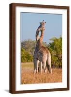 Two Male Giraffes Fighting-Howard Ruby-Framed Photographic Print
