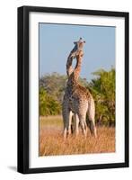 Two Male Giraffes Fighting-Howard Ruby-Framed Photographic Print