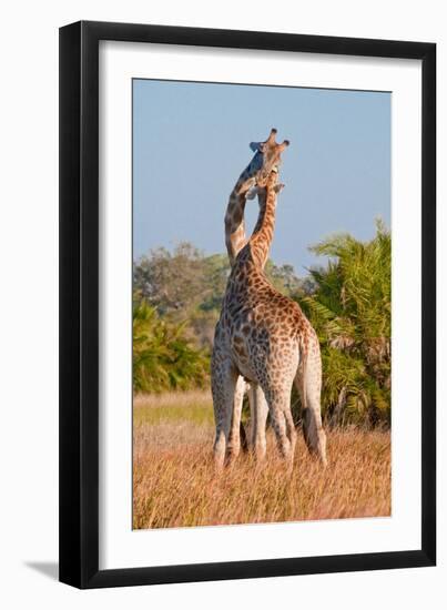 Two Male Giraffes Fighting-Howard Ruby-Framed Photographic Print