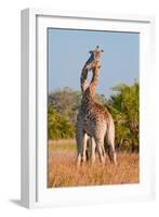 Two Male Giraffes Fighting-Howard Ruby-Framed Photographic Print