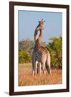 Two Male Giraffes Fighting-Howard Ruby-Framed Photographic Print