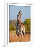 Two Male Giraffes Fighting-Howard Ruby-Framed Photographic Print