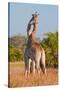 Two Male Giraffes Fighting-Howard Ruby-Stretched Canvas