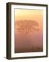 Two Male Impala at Dawn, Okavango Delta, Botswana-Pete Oxford-Framed Photographic Print