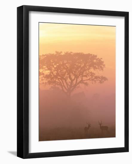 Two Male Impala at Dawn, Okavango Delta, Botswana-Pete Oxford-Framed Photographic Print