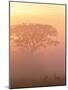 Two Male Impala at Dawn, Okavango Delta, Botswana-Pete Oxford-Mounted Photographic Print