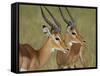 Two Male Impala with Bodies Facing Each Other, Serengeti National Park, East Africa-James Hager-Framed Stretched Canvas