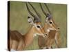 Two Male Impala with Bodies Facing Each Other, Serengeti National Park, East Africa-James Hager-Stretched Canvas