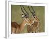 Two Male Impala with Bodies Facing Each Other, Serengeti National Park, East Africa-James Hager-Framed Photographic Print