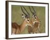 Two Male Impala with Bodies Facing Each Other, Serengeti National Park, East Africa-James Hager-Framed Photographic Print