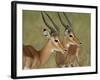 Two Male Impala with Bodies Facing Each Other, Serengeti National Park, East Africa-James Hager-Framed Photographic Print