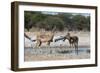 Two male impalas (Aepyceros melampus) at waterhole, Botswana, Africa-Sergio Pitamitz-Framed Photographic Print