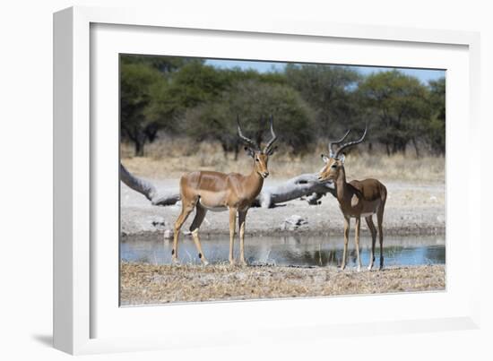 Two male impalas (Aepyceros melampus) at waterhole, Botswana, Africa-Sergio Pitamitz-Framed Photographic Print