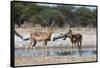 Two male impalas (Aepyceros melampus) at waterhole, Botswana, Africa-Sergio Pitamitz-Framed Stretched Canvas