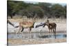 Two male impalas (Aepyceros melampus) at waterhole, Botswana, Africa-Sergio Pitamitz-Stretched Canvas