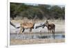 Two male impalas (Aepyceros melampus) at waterhole, Botswana, Africa-Sergio Pitamitz-Framed Photographic Print