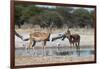 Two male impalas (Aepyceros melampus) at waterhole, Botswana, Africa-Sergio Pitamitz-Framed Photographic Print