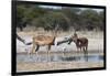 Two male impalas (Aepyceros melampus) at waterhole, Botswana, Africa-Sergio Pitamitz-Framed Photographic Print