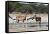 Two male impalas (Aepyceros melampus) at waterhole, Botswana, Africa-Sergio Pitamitz-Framed Stretched Canvas