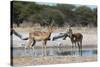 Two male impalas (Aepyceros melampus) at waterhole, Botswana, Africa-Sergio Pitamitz-Stretched Canvas