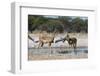 Two male impalas (Aepyceros melampus) at waterhole, Botswana, Africa-Sergio Pitamitz-Framed Photographic Print