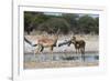 Two male impalas (Aepyceros melampus) at waterhole, Botswana, Africa-Sergio Pitamitz-Framed Photographic Print