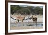 Two male impalas (Aepyceros melampus) at waterhole, Botswana, Africa-Sergio Pitamitz-Framed Photographic Print