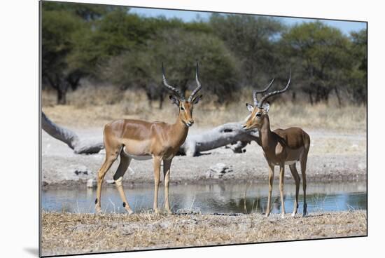 Two male impalas (Aepyceros melampus) at waterhole, Botswana, Africa-Sergio Pitamitz-Mounted Photographic Print