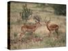 Two Male Impalas-DLILLC-Stretched Canvas
