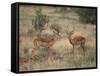 Two Male Impalas-DLILLC-Framed Stretched Canvas