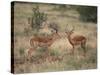 Two Male Impalas-DLILLC-Stretched Canvas