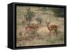 Two Male Impalas-DLILLC-Framed Stretched Canvas