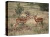 Two Male Impalas-DLILLC-Stretched Canvas