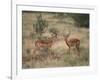 Two Male Impalas-DLILLC-Framed Photographic Print