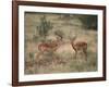 Two Male Impalas-DLILLC-Framed Photographic Print