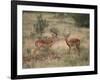 Two Male Impalas-DLILLC-Framed Photographic Print